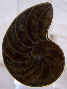 Anello Argento e Fossile di Ammonite silicizzato del Madagascar